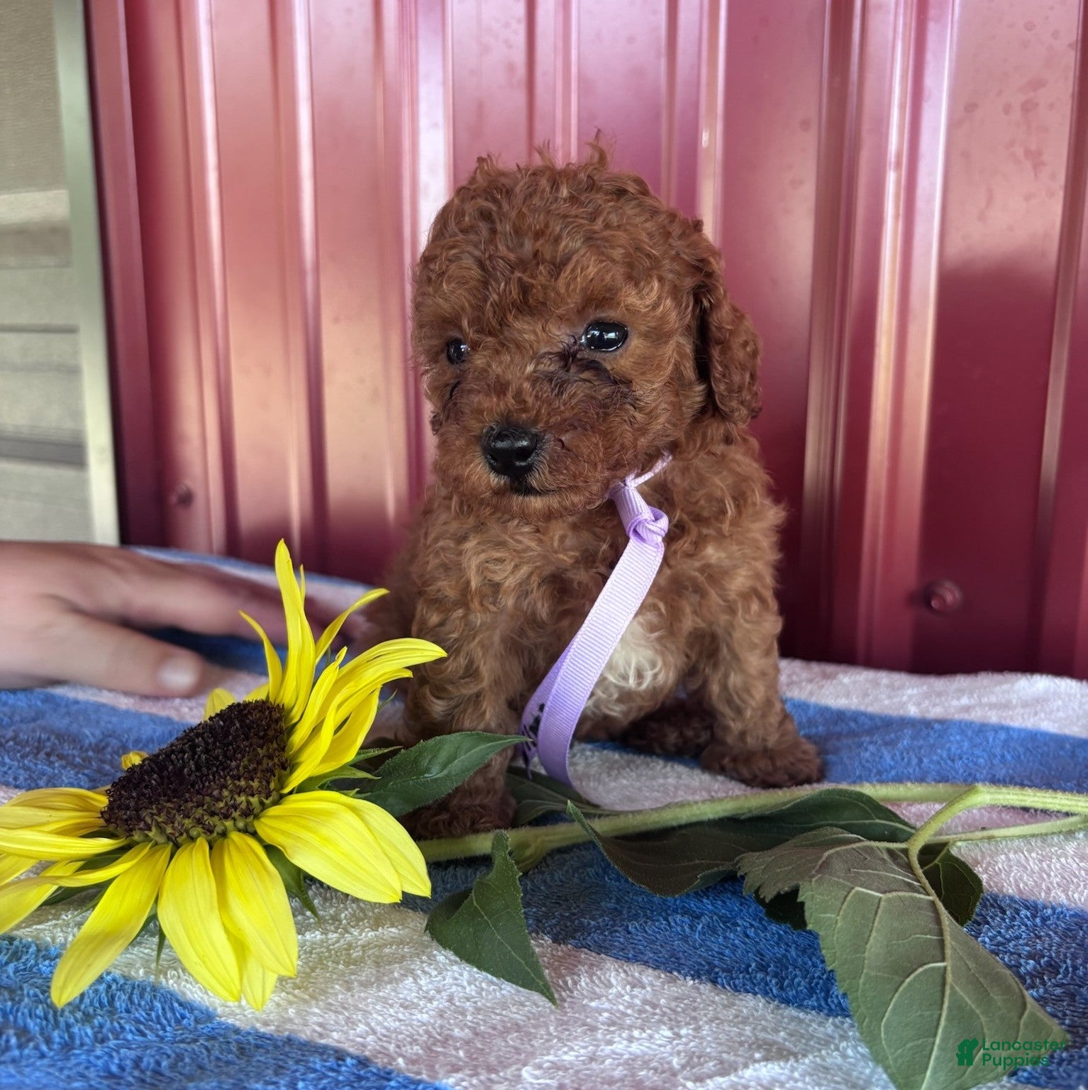 Miniature Poodle dogs Wilma - Ad 2