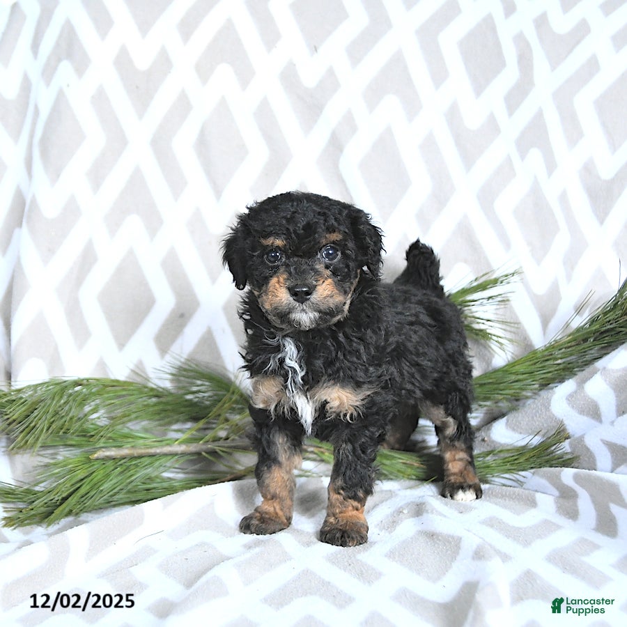 Maltipoo dogs Comet - Ad 41