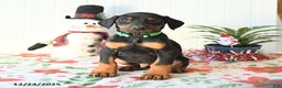 Doberman Pinscher dogs for sale: Bill - Ad 3