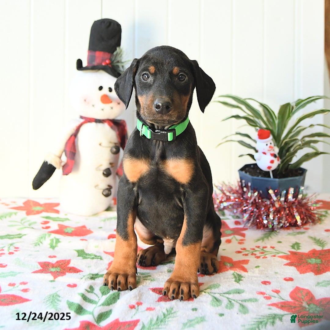 Doberman Pinscher dogs for sale: Bill - Ad 3