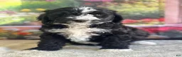 Bernedoodle dogs for sale: Bailey - Ad 5