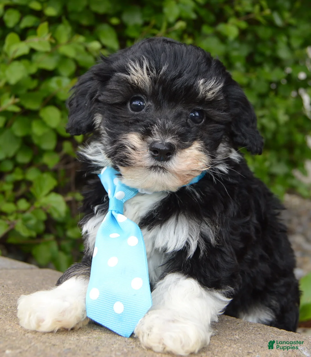 Mini Bernedoodle dogs for sale: Mini Buster - Ad 2