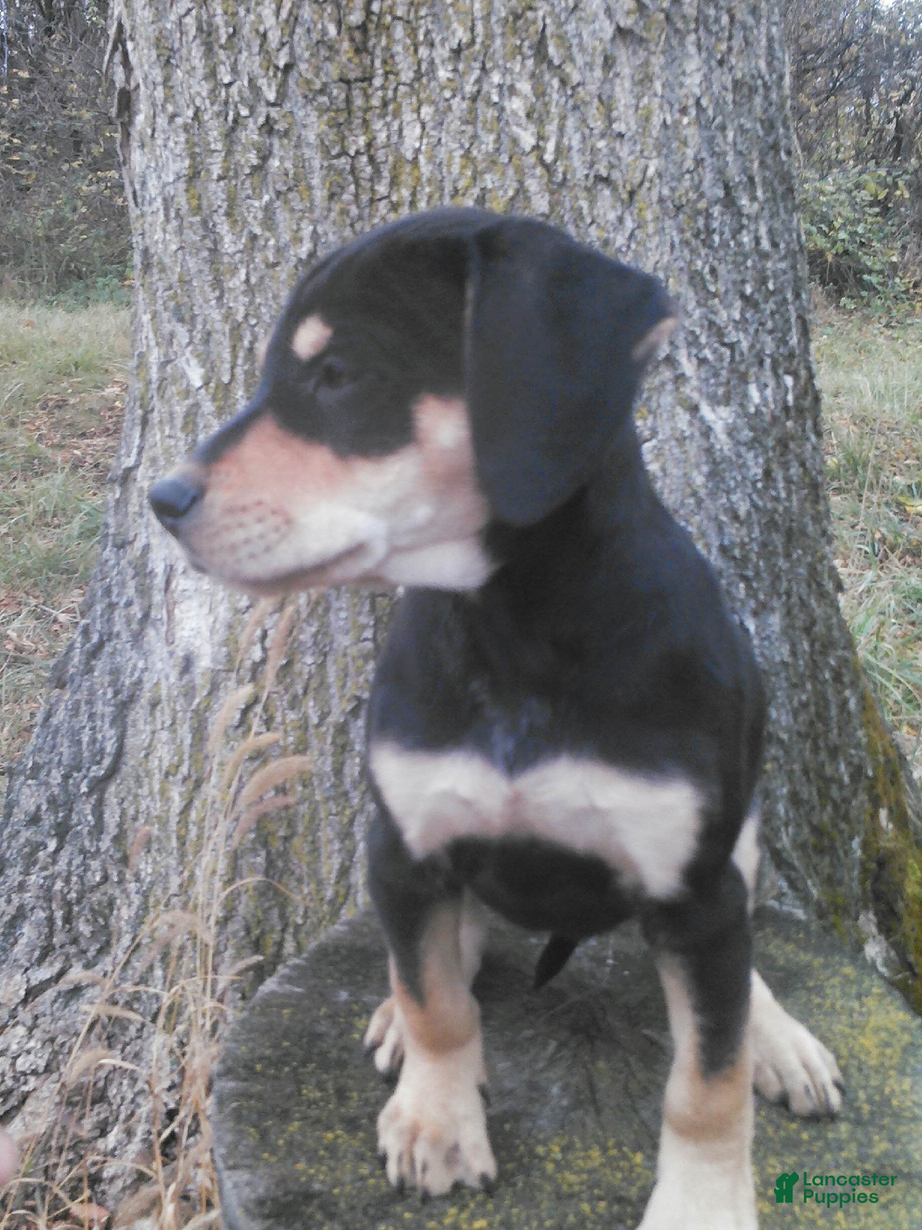 Sheprador dogs Sheprador Puppy 2 - Ad 2