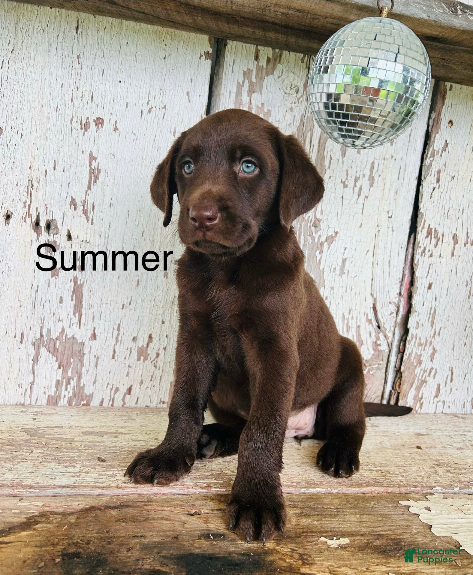 Labrador Retriever dogs Summer - Ad 1