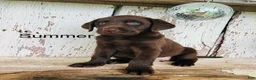 Labrador Retriever dogs for sale: Summer - Ad 1