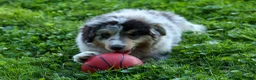 Miniature Australian Shepherd dogs for sale: LANDON [ new pictures] - Ad 8