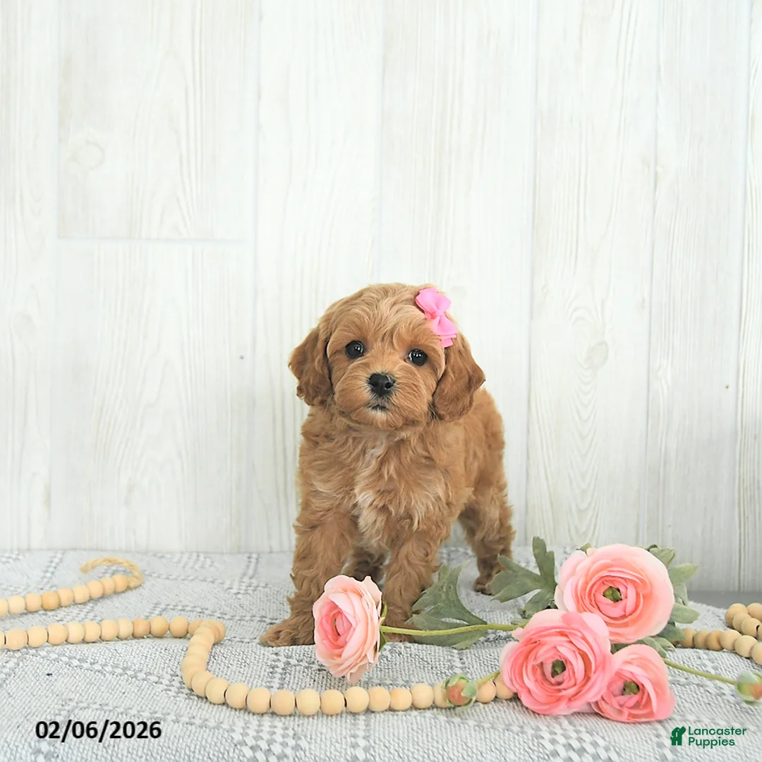 Cockapoo dogs for sale: Buttons EXTRA SMALL - Ad 4