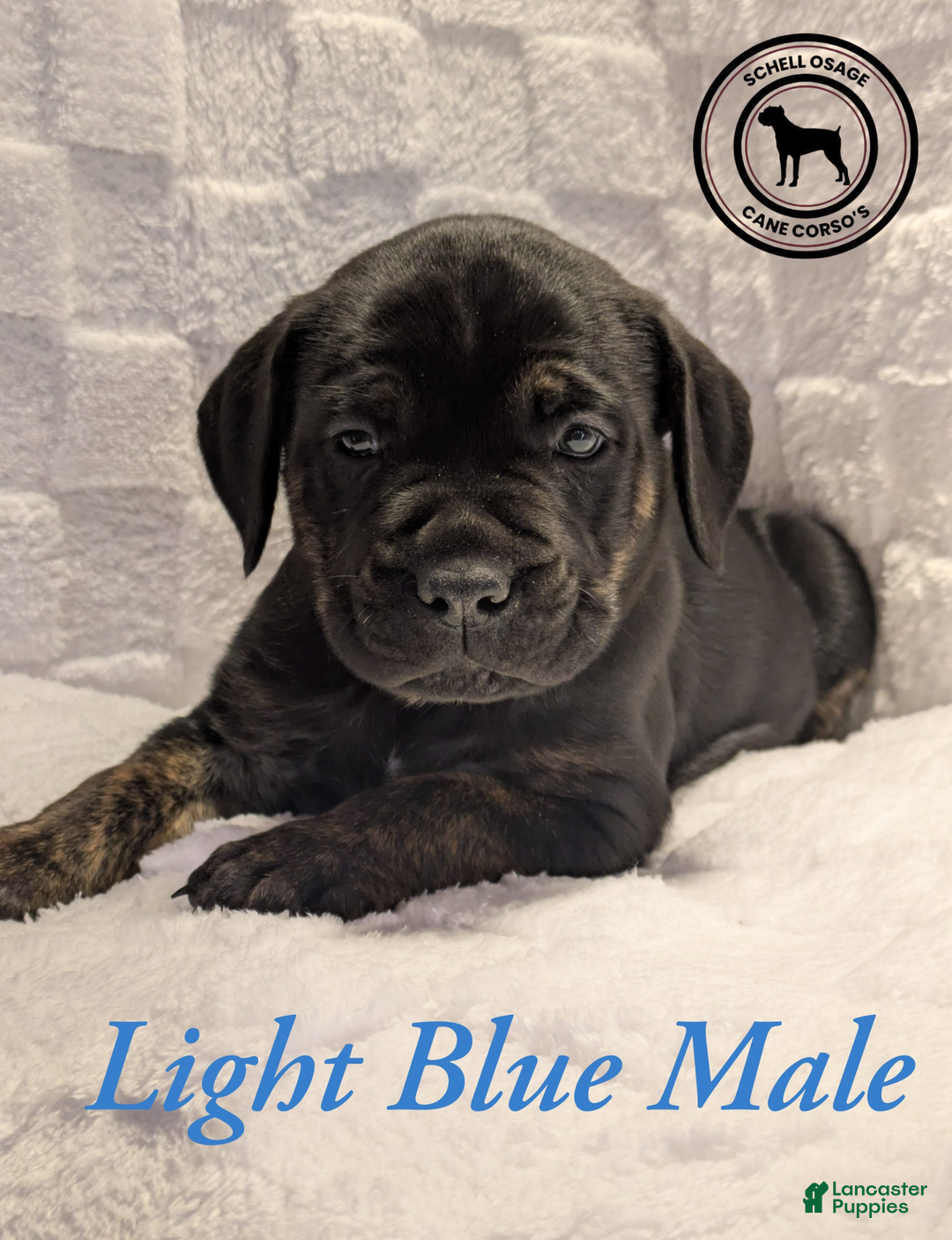 Cane Corso dogs for sale: Light Blue  - Ad 1