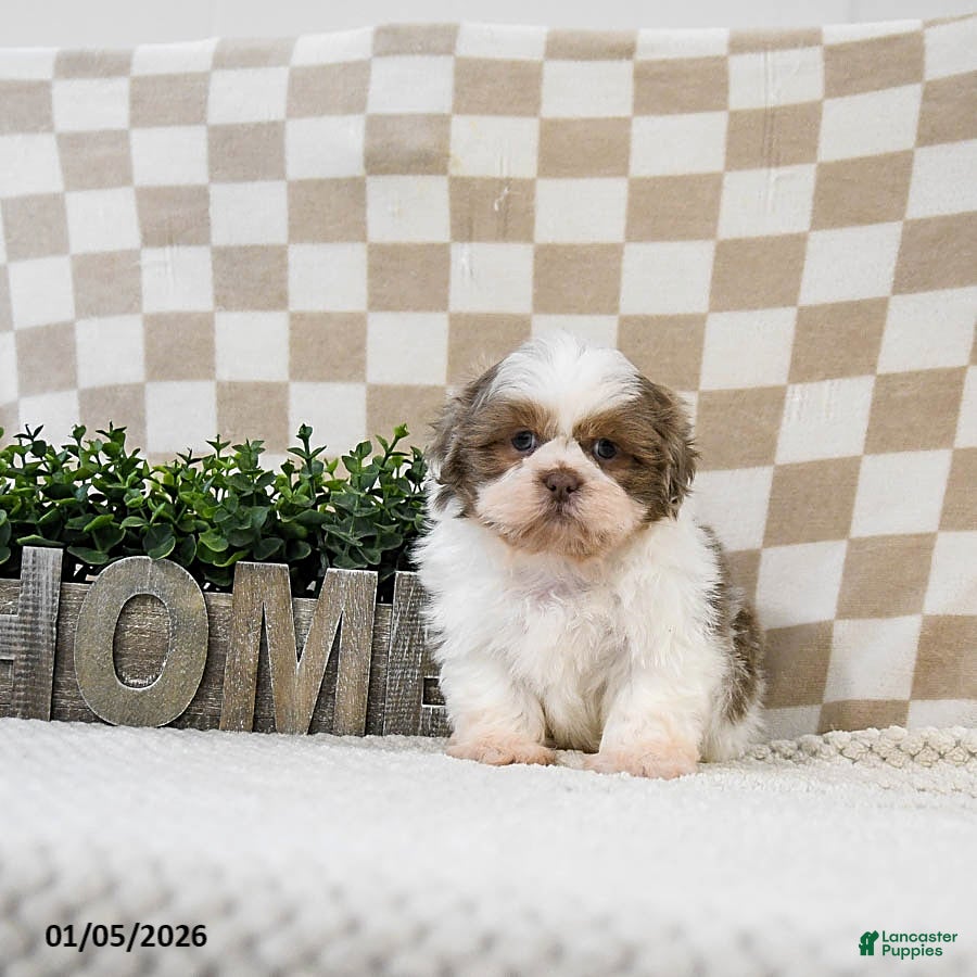 Shih Tzu dogs Zoomer - Ad 40