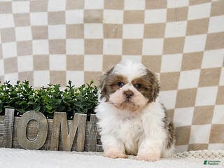 Shih Tzu dogs Zoomer - Ad 7