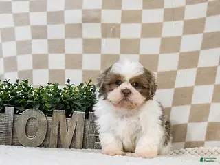 Shih Tzu dogs Zoomer - Ad 2