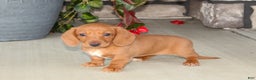 Dachshund dogs for sale: Sasha - Genetic Tested Parents - Ad 7