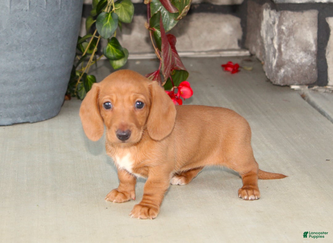 Dachshund dogs for sale: Sasha - Genetic Tested Parents - Ad 7