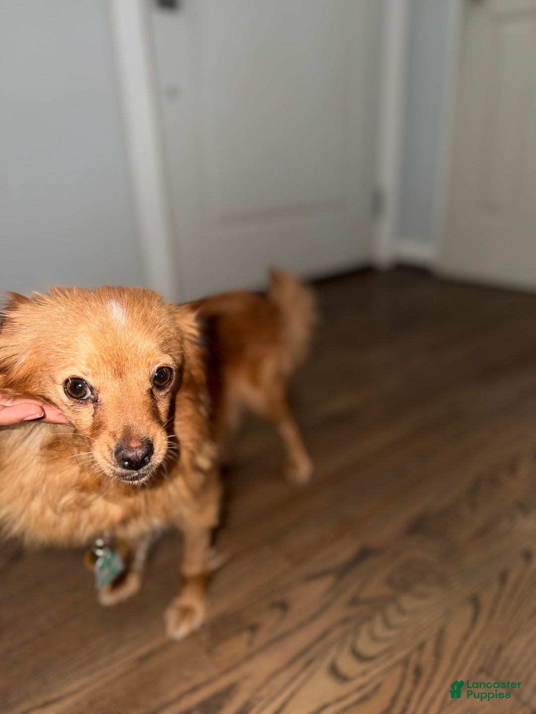 Mixed Breed dogs for sale: Pomapoo Breed Puppy 1 - Ad 3