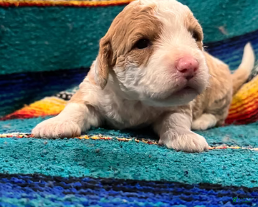 Mini Bernedoodle dogs for sale: Simba - Ad 5