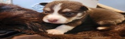 Pomsky dogs for sale: Bowser - Ad 3