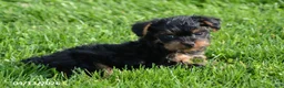 Yorkiepoo dogs for sale: Lassie - Ad 4