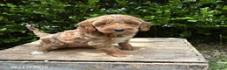 Mini Goldendoodle dogs for sale: Bella - Ad 3