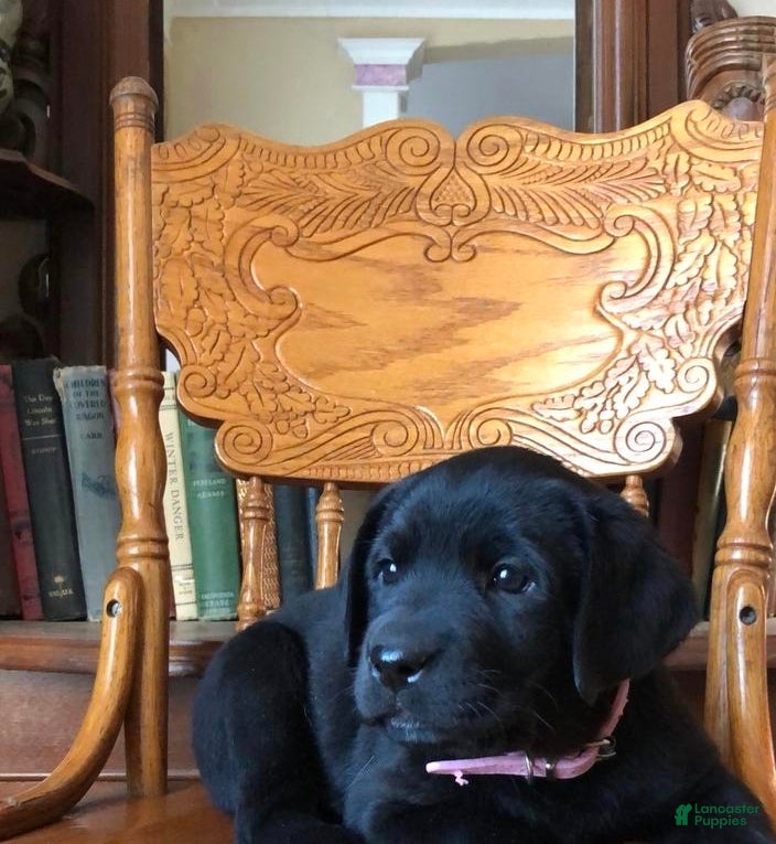Labrador Retriever dogs Labrador Retriever 4 - Ad 12