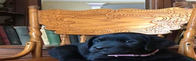 Labrador Retriever 4