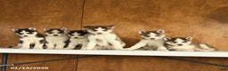 Siberian Husky dogs for sale: Buddy - Ad 4