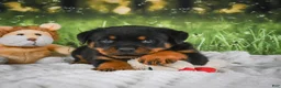 Rottweiler dogs for sale: Knox - Ad 14