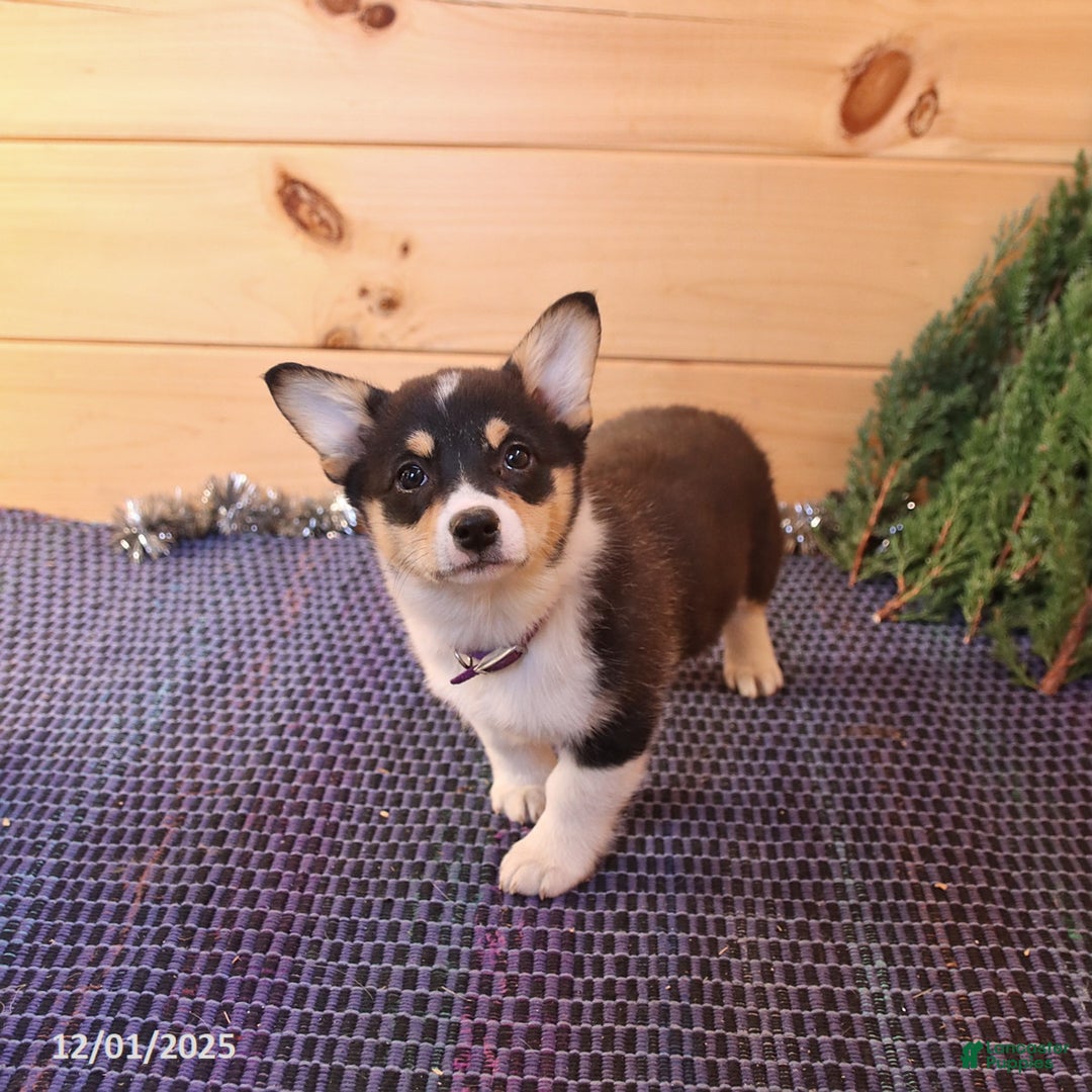 Welsh Corgi Pembroke dogs for sale: Sherri - Ad 3