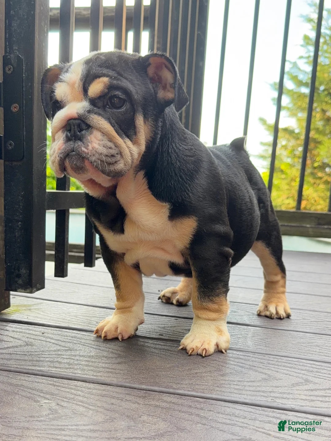 English Bulldog dogs for sale: Raven - Ad 2