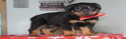 Rottweiler dogs for sale: Whiskey - Ad 2