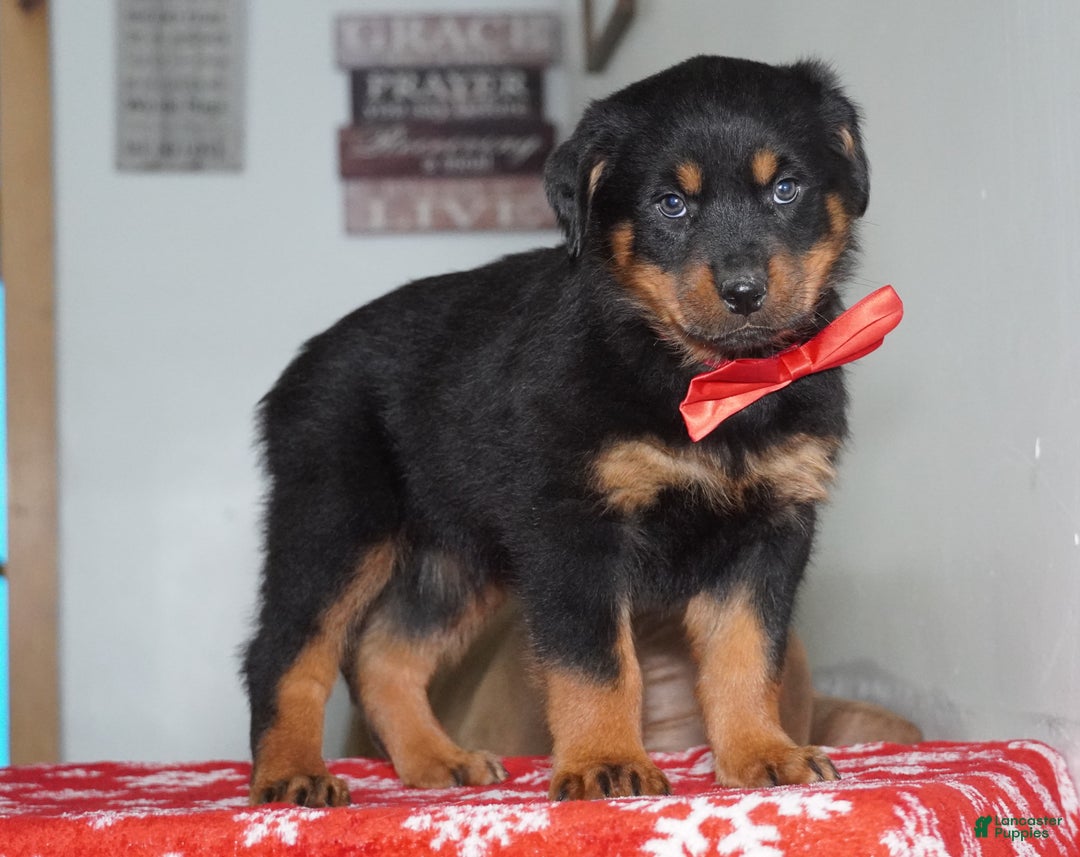 Rottweiler dogs for sale: Whiskey - Ad 2
