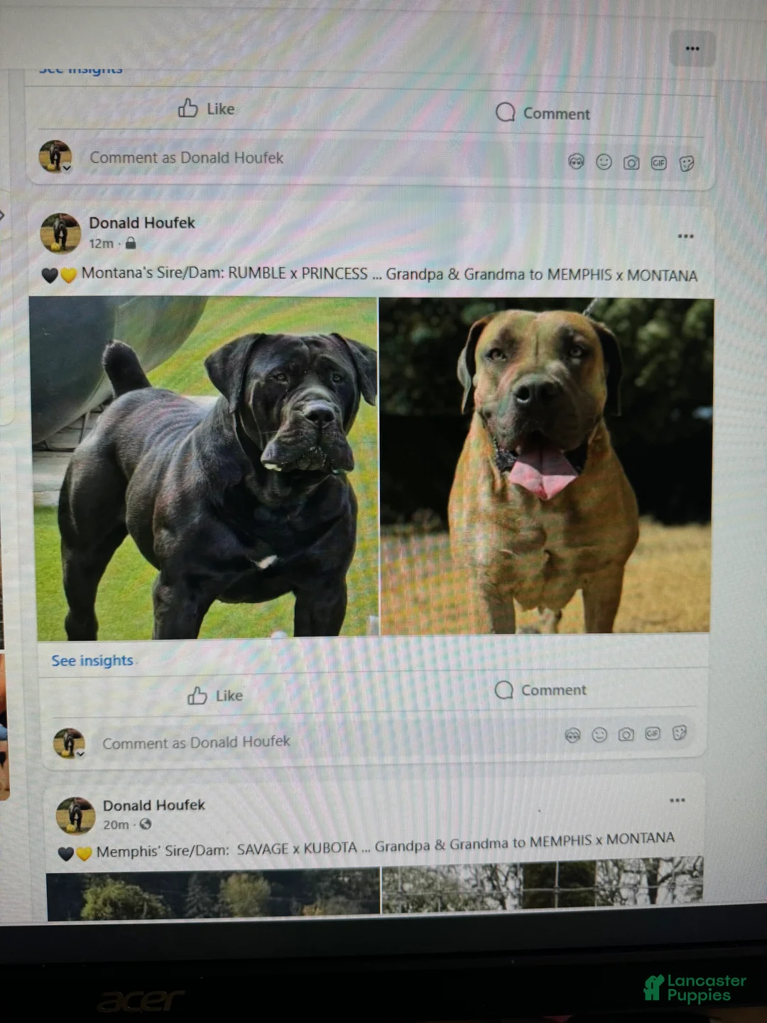 Mixed Breed dogs for sale: Mixed Breed Puppy 2 - Ad 22