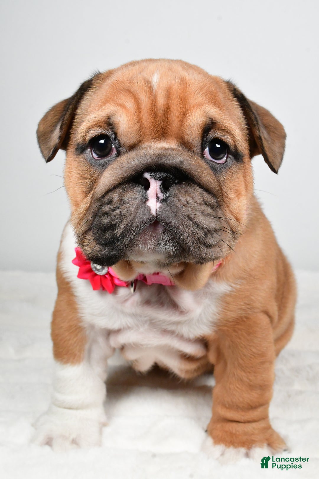 English Bulldog dogs for sale: Taquila - Ad 6