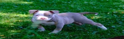 American Bully dogs for sale: Luck  - Ad 3