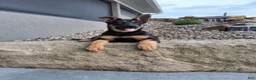 German Shepherd dogs for sale: Karl - Ad 8