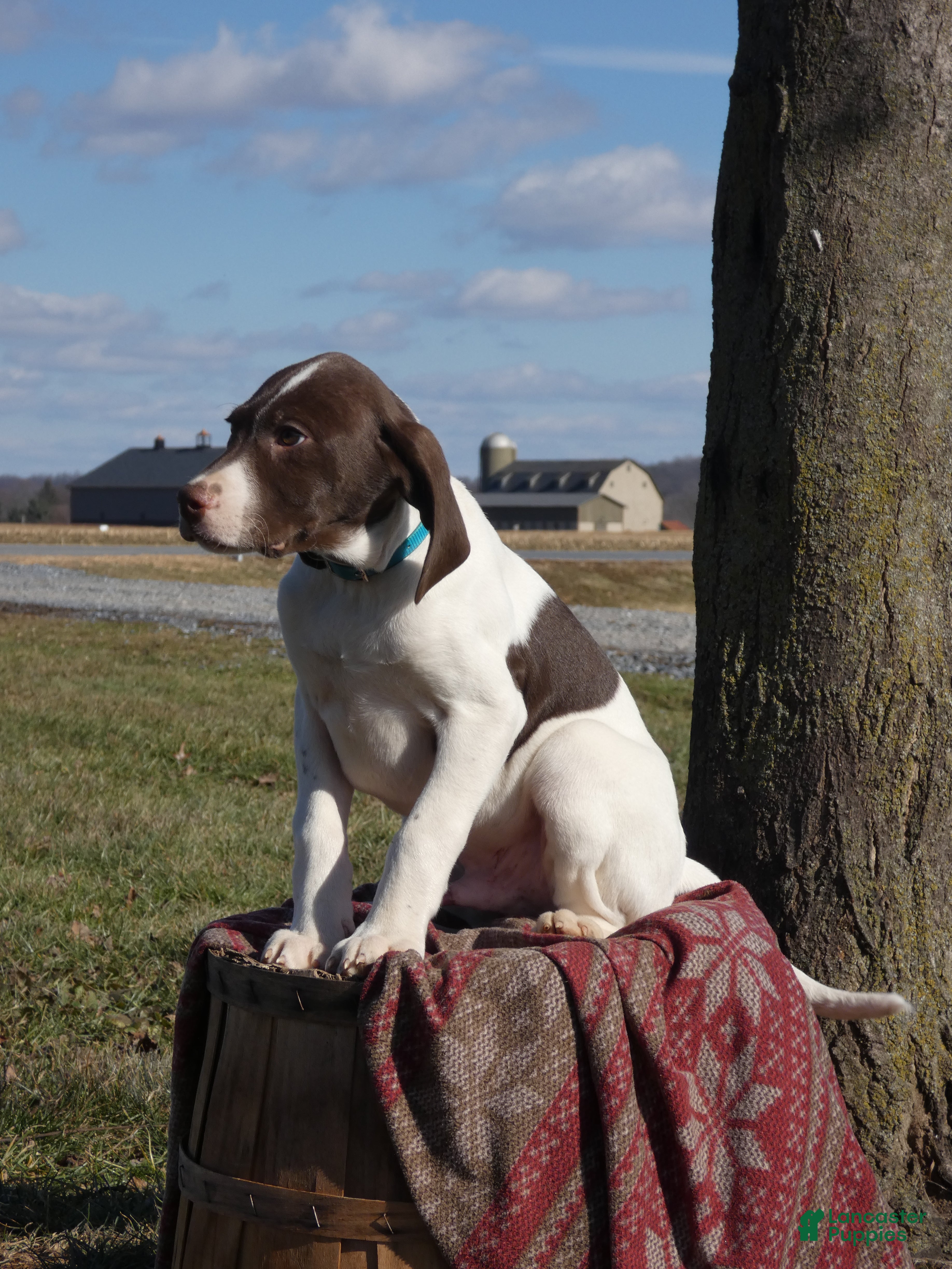 Mixed Breed dogs Tootsie - Ad 27