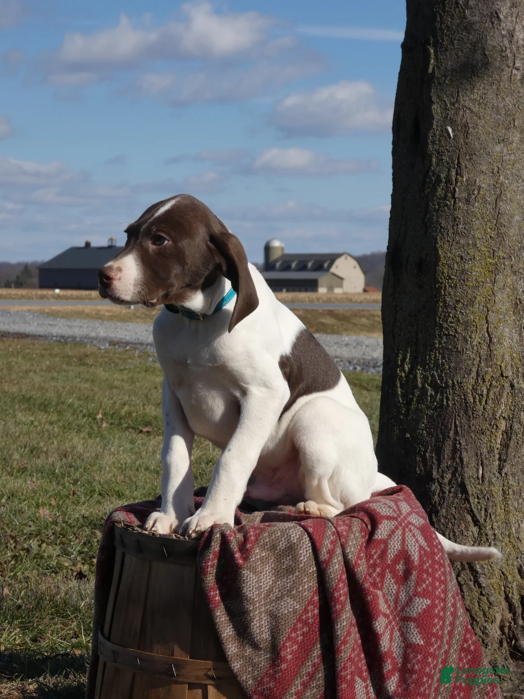 Mixed Breed dogs for sale: Tootsie - Ad 1