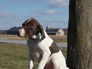 Mixed Breed dogs Tootsie - Ad 27