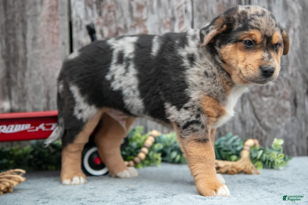 Mixed Breed dogs for sale: Poko - Ad 3