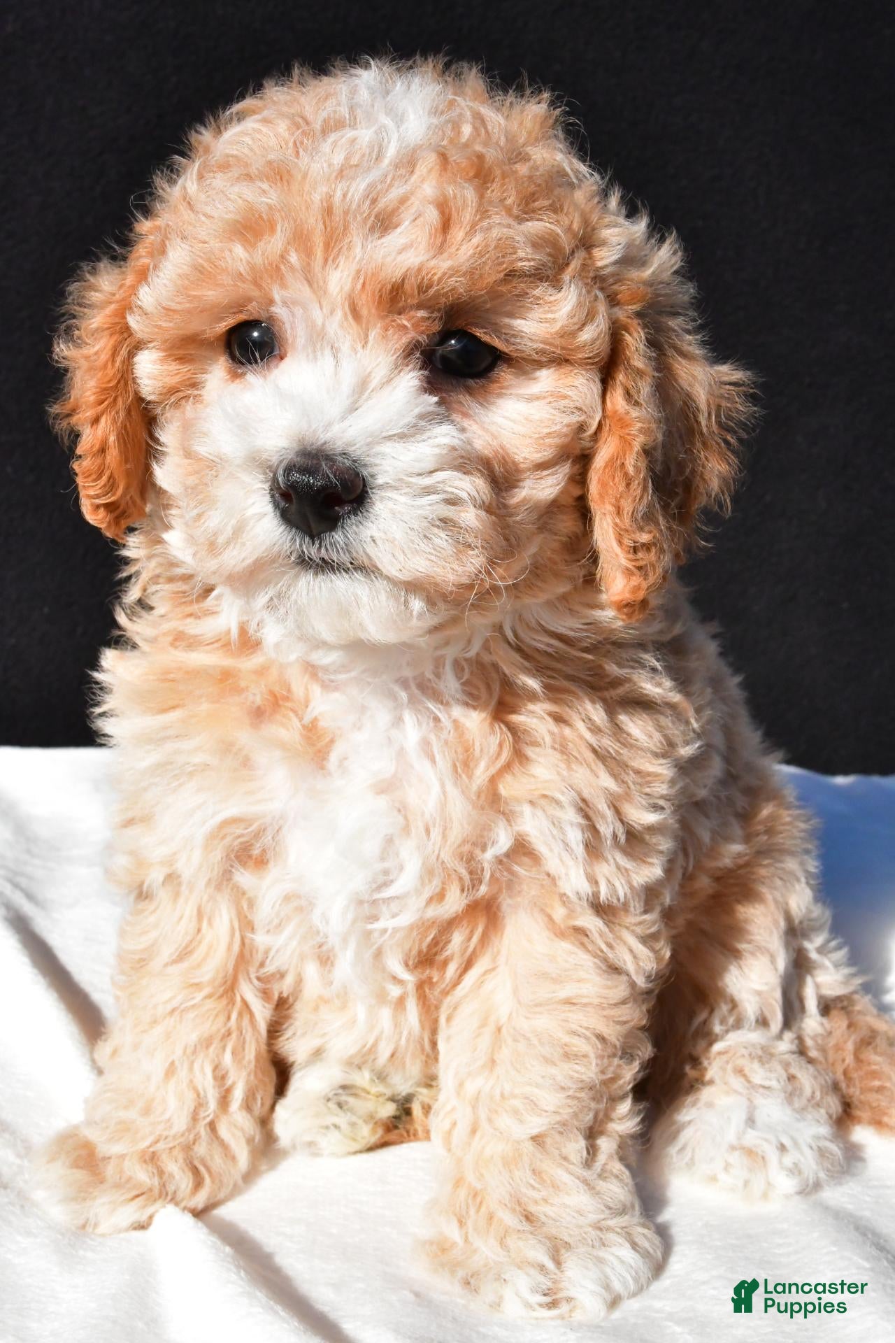 Maltipoo dogs for sale: Polly - Ad 2