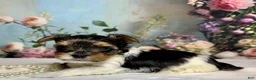 Biewer Terrier dogs for sale: Biewer Terrier Puppy 1 - Ad 5