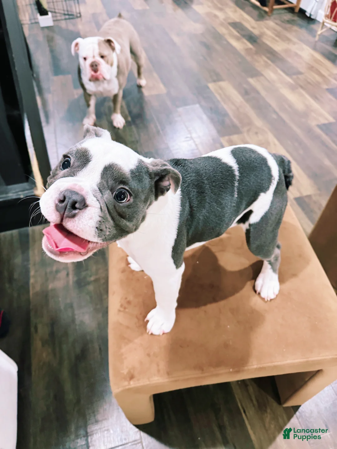 English Bulldog dogs for sale: Blue pied female Old English Bulldog - Ad 1