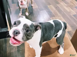 English Bulldog dogs Blue pied female Old English Bulldog - Ad 3