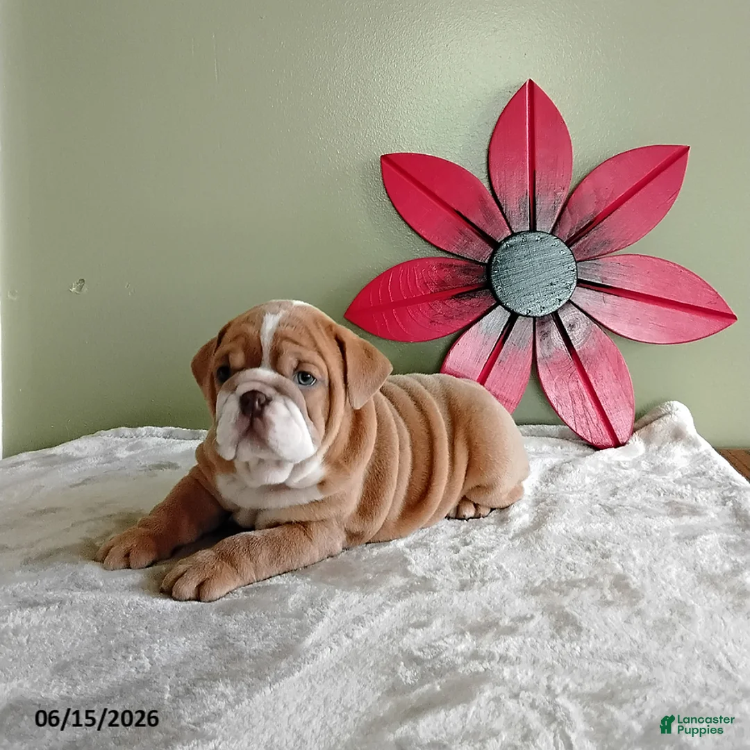 English Bulldog dogs for sale: Jackson - Ad 3