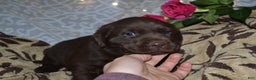 Labrador Retriever dogs for sale: Margie - Ad 3