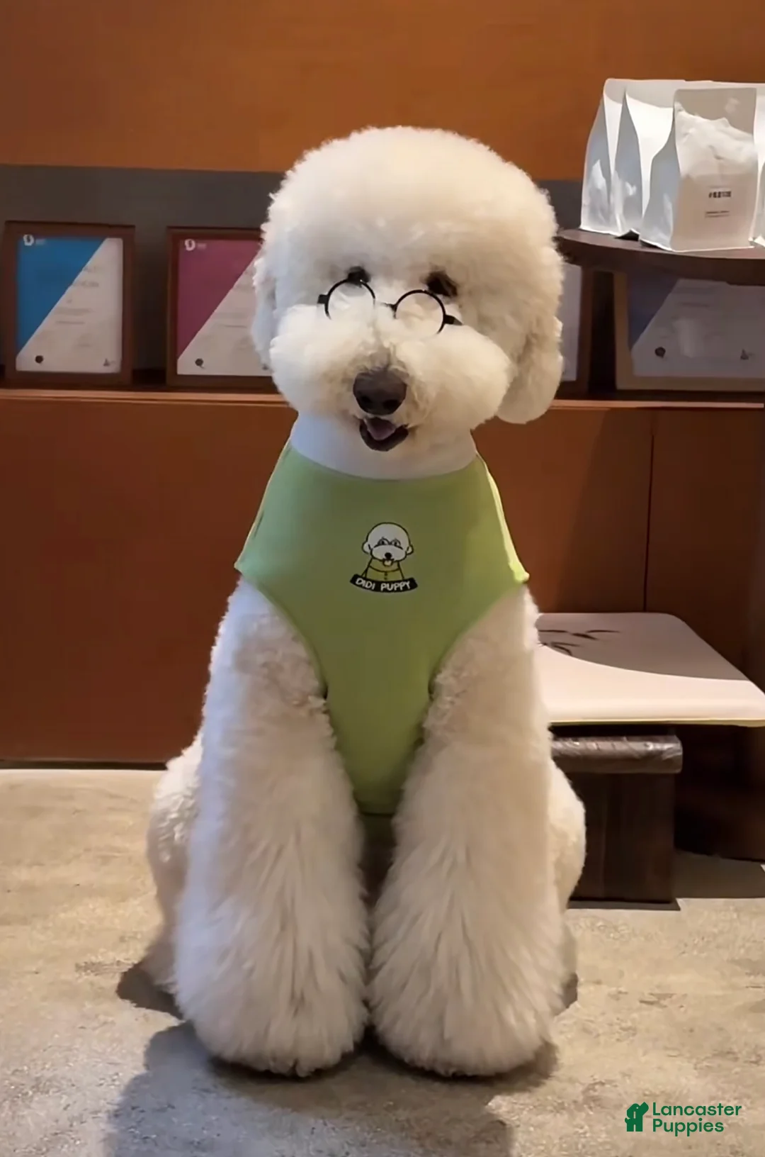 Standard Poodle dogs for sale: Standard Poodle Puppy 6 - Ad 12