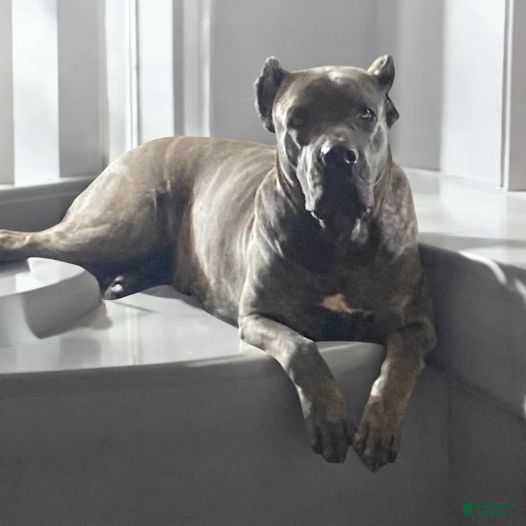 Cane Corso dogs for sale: Light Blue - Ad 5
