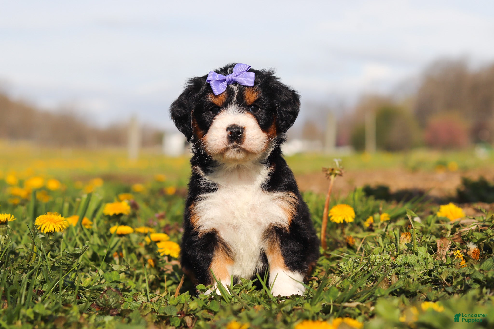 Mini Bernedoodle dogs Kayla - Ad 2
