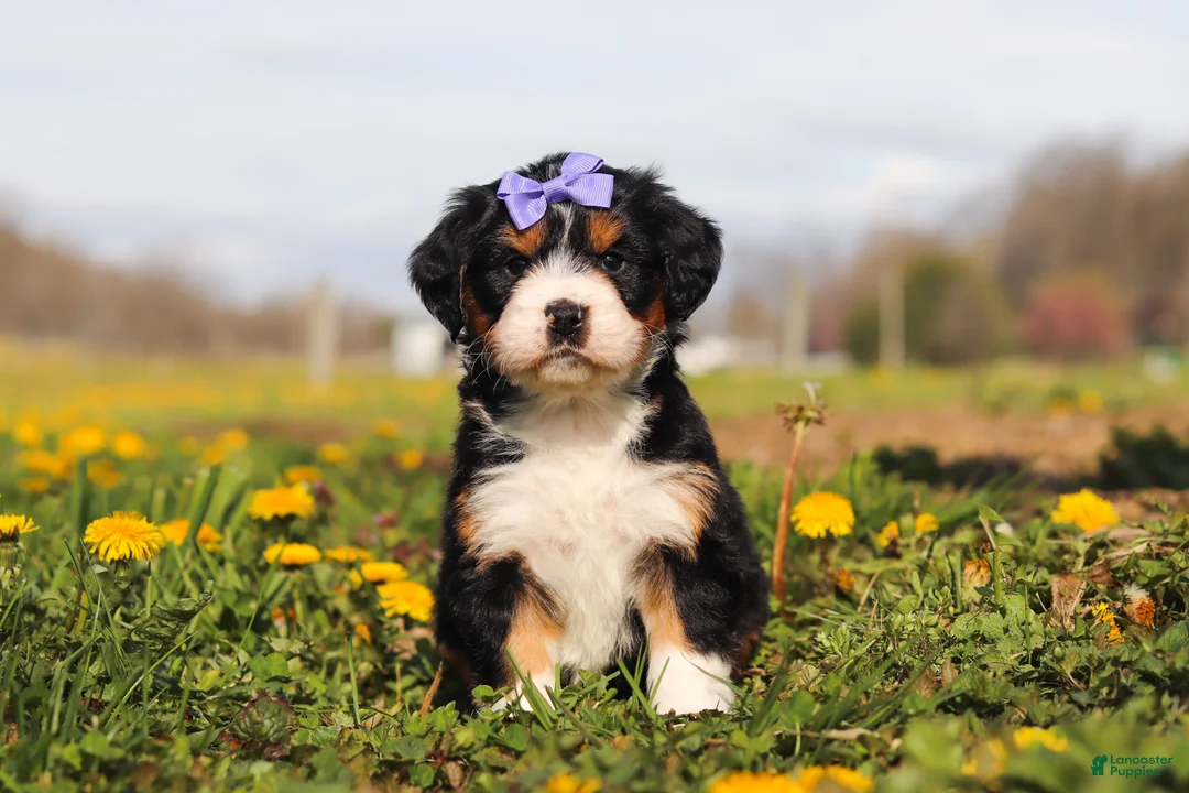 Mini Bernedoodle dogs for sale: Kayla - Ad 2
