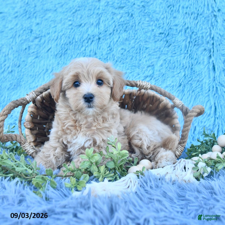 Havapoo dogs Twinkle - Ad 1