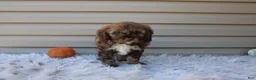 Cavapoo dogs for sale: Jaxson - Ad 8